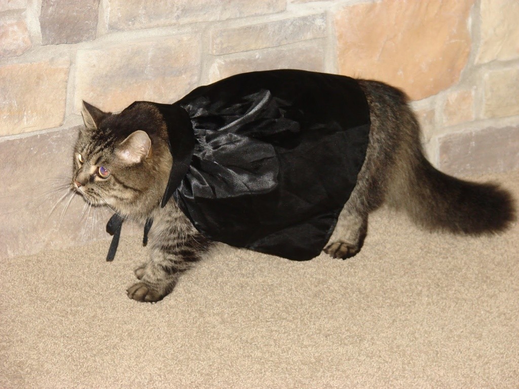 caped kitty 3